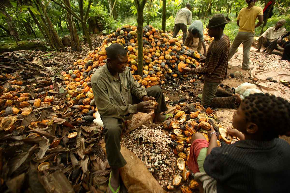 Cocoa farmers in Ondo State protest their eviction from a forest reserve