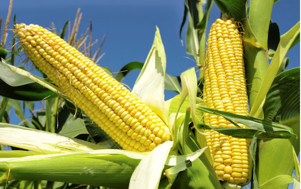 Kwara state offers subsidized maize to poultry and fish farmers